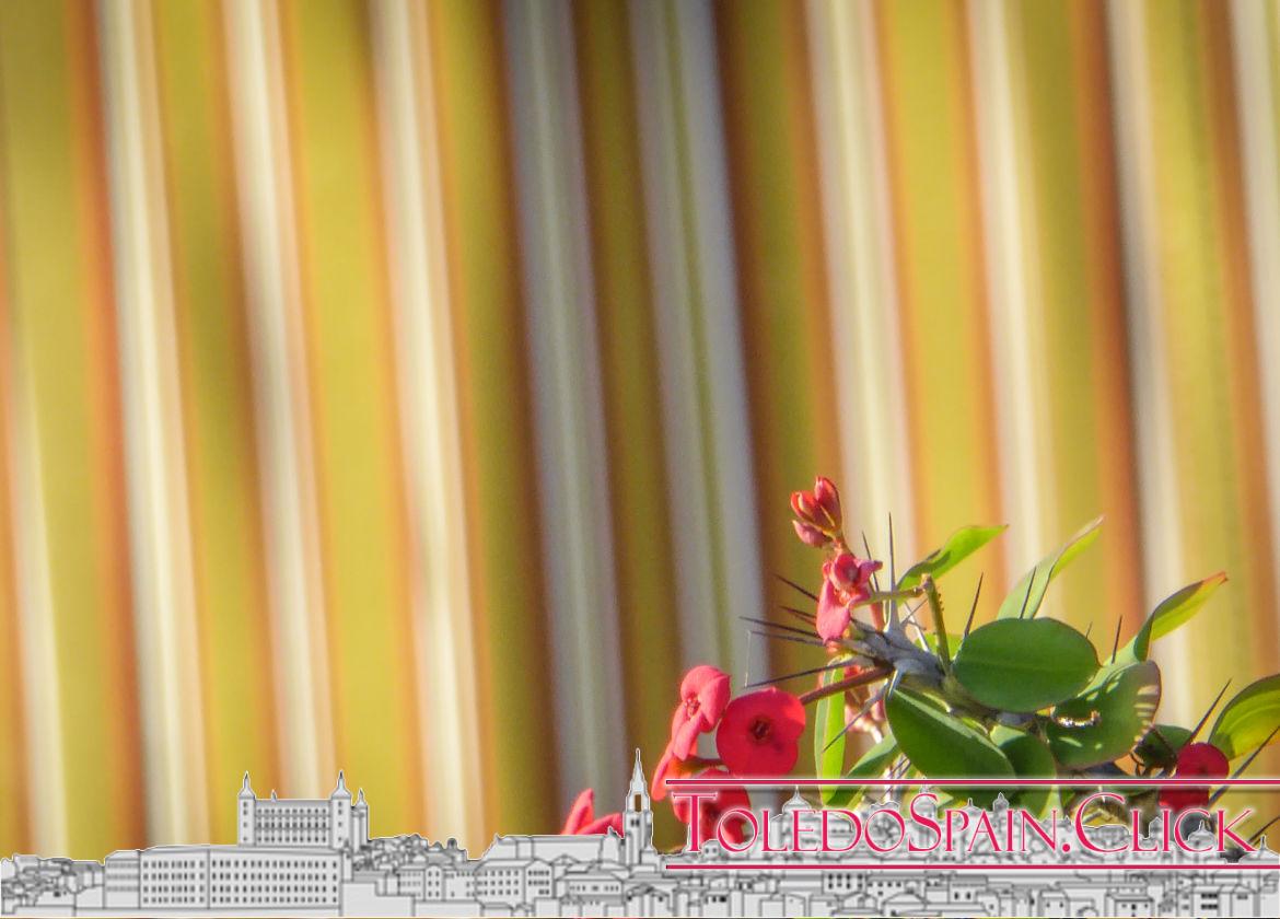 The Flower of Blindness The Flower of Blindness