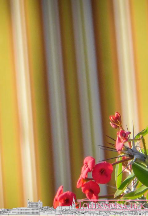 The Flower of Blindness The Flower of Blindness