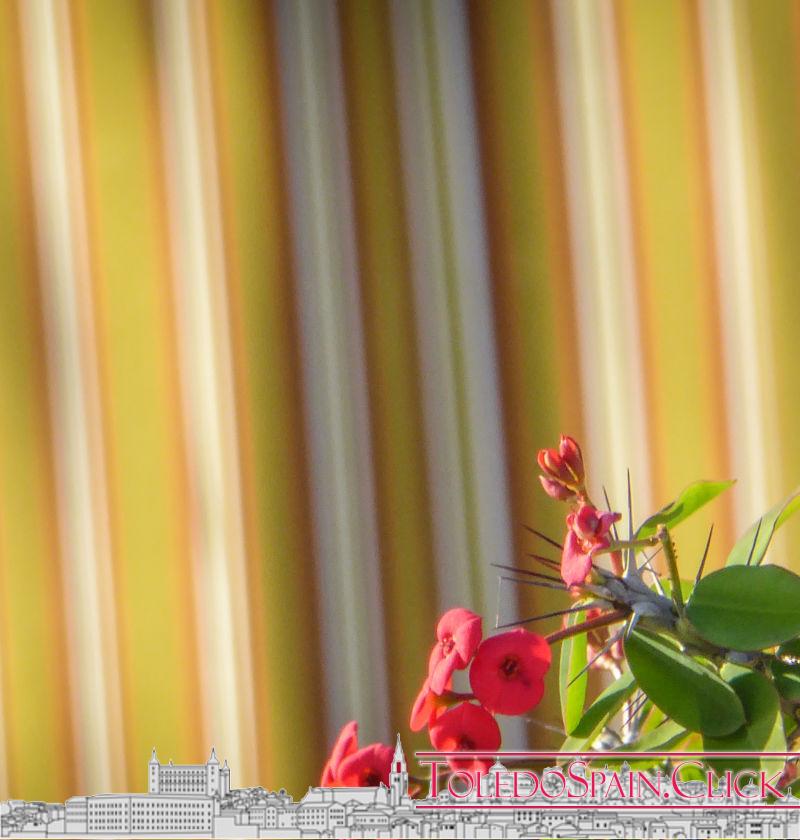 The Flower of Blindness The Flower of Blindness